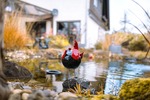 ! Außergewöhnliches Haus mit traumhaftem Garten ! - Einfamilienhaus Rüscheid | Angebot:23662269